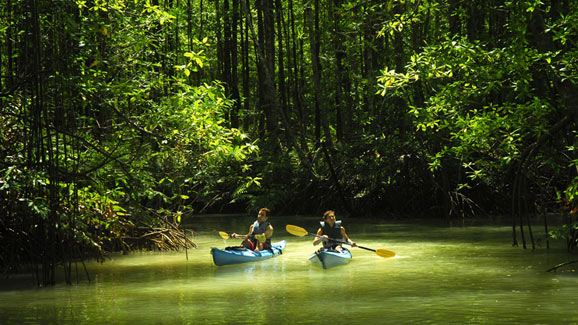Kayaking In The Jungle
