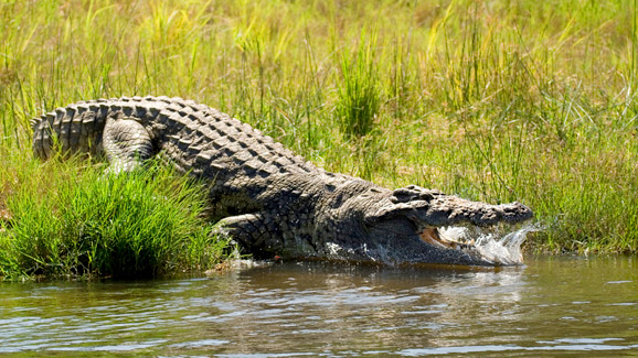 Crcodile Enters The Water