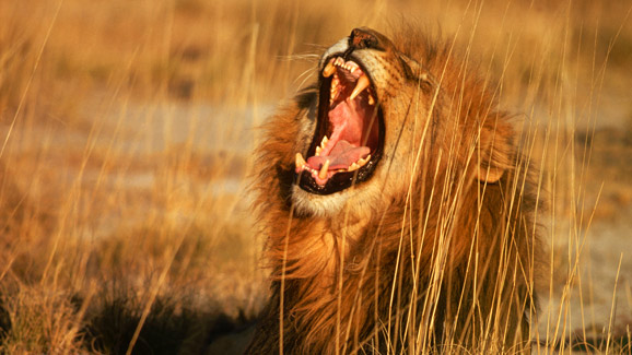 Lion Yawns