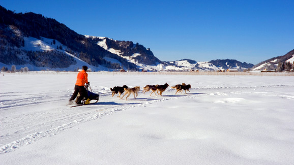 Dog Sledding