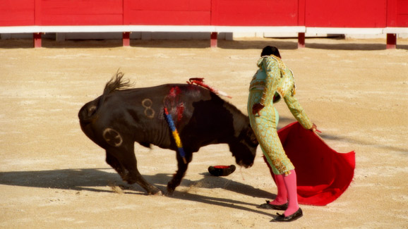 Bull and Bullfighter