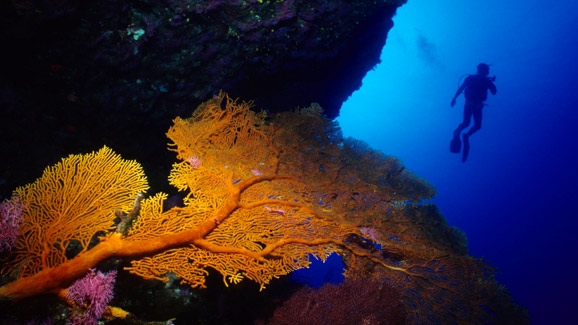 Scuba Diver