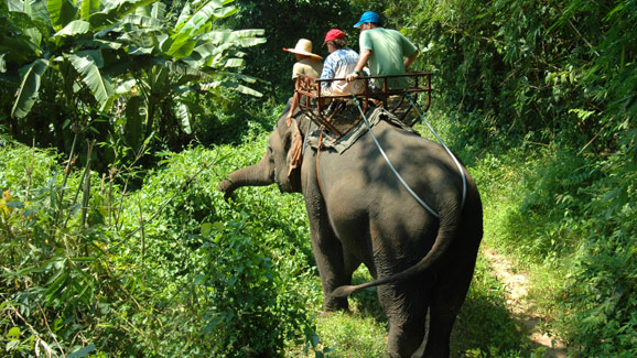 Elephant Riding