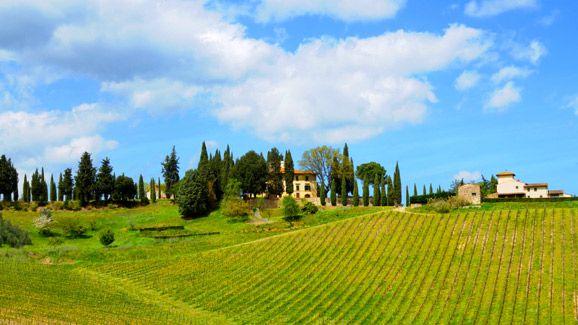 Italy Vineyard