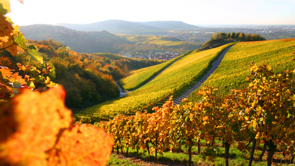 Vineyard in Germany