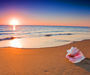 Seashell on the Beach