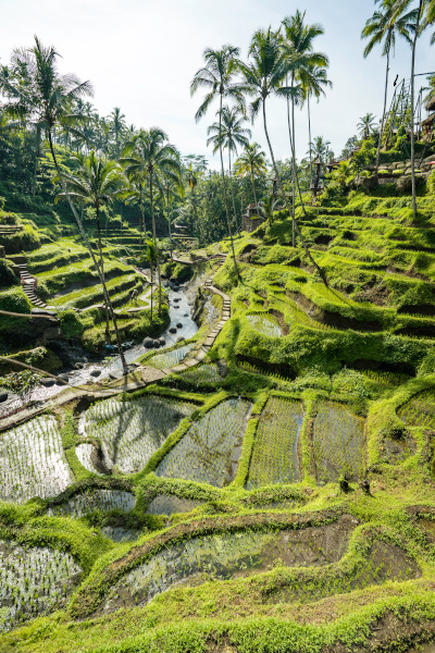 terraced fields of Bali, Indonesia
