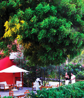 Diamonds Dream of Africa