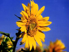 Checkerberry Inn, The