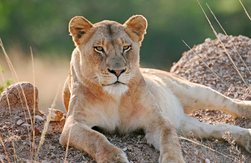 AndBeyond, Ngala Private Game Reserve