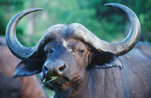 AndBeyond, Ngala Private Game Reserve