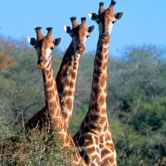 AndBeyond, Phinda Private Game Reserve