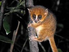 Jewels of the Indian Ocean<br>TCS Expeditions