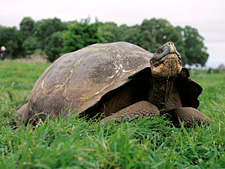 Galapagos Islands Tour<br>Ocean Adventures