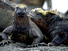 Galapagos Islands Tour<br>Ocean Adventures
