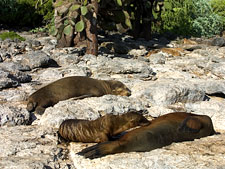 Ecuador: Quito to the Galapagos Islands<br>Ocean Adventures