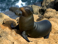 Ecuador: Quito to the Galapagos Islands<br>Ocean Adventures