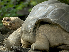 Ecuador: Quito to the Galapagos Islands<br>Ocean Adventures