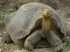 Ecuador: Quito to the Galapagos Islands<br>Ocean Adventures