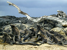 Ecuador: Quito to the Galapagos Islands<br>Ocean Adventures