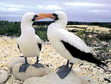 Ecuador: Quito to the Galapagos Islands<br>Ocean Adventures