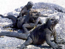 Ecuador: Quito to the Galapagos Islands<br>Ocean Adventures