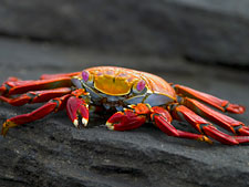 Ecuador: Quito to the Galapagos Islands<br>Ocean Adventures