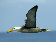 Ecuador: Quito to the Galapagos Islands<br>Ocean Adventures