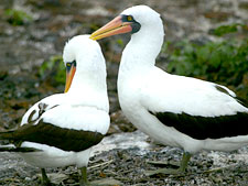 Ecuador: Quito to the Galapagos Islands<br>Ocean Adventures