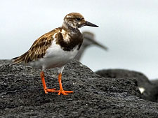 Ecuador: Quito to the Galapagos Islands<br>Ocean Adventures