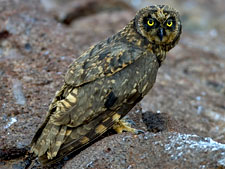 Ecuador: Quito to the Galapagos Islands<br>Ocean Adventures