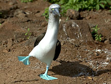 Ecuador: Quito to the Galapagos Islands<br>Ocean Adventures