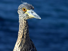 Ecuador: Quito to the Galapagos Islands<br>Ocean Adventures