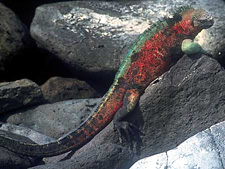 Ecuador: Quito to the Galapagos Islands<br>Ocean Adventures