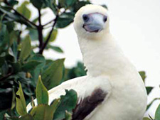 Ecuador: Quito to the Galapagos Islands<br>Ocean Adventures