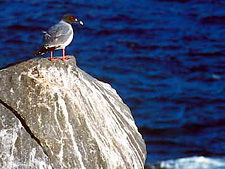 Ecuador: Quito to the Galapagos Islands<br>Ocean Adventures