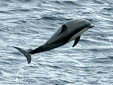 Ecuador: Quito to the Galapagos Islands<br>Ocean Adventures