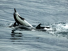 Ecuador: Quito to the Galapagos Islands<br>Ocean Adventures