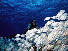 Manihi Pearl Beach Resort