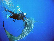 Manihi Pearl Beach Resort