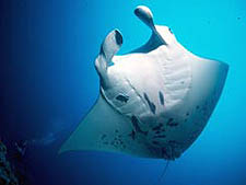 Manihi Pearl Beach Resort