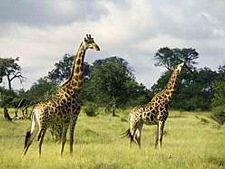 Ker & Downey - South Africa