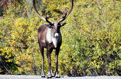 Alaska Wildland Adventures, Alaska 11-Day Grand Journey