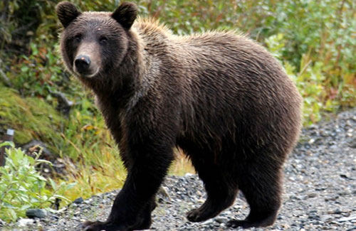 Alaska Wildland Adventures, Alaska Coast to Denali Journey