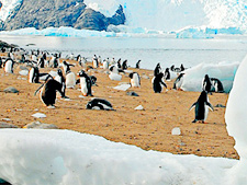 Hurtigruten - Argentina & Antarctica<br/>MS Fram
