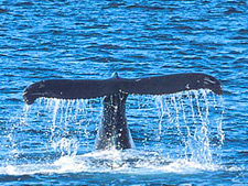 Hurtigruten - Argentina & Antarctica<br/>MS Fram