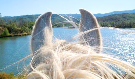 Cowboy Hideaway Ranch