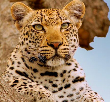 Ker & Downey, South Africa Wine and Wildlife