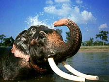 Tiger Tops Jungle Lodge