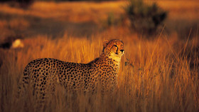 PerryGolf, South Africa Destinations